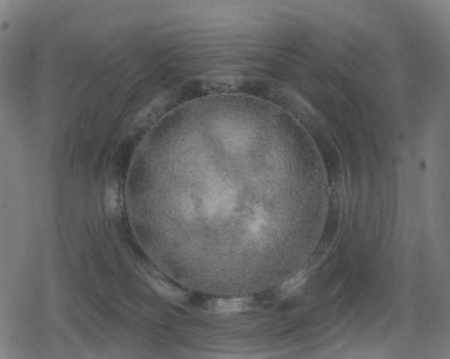 X0000078290134200611101118