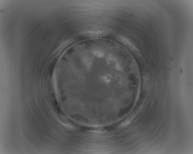 X0000078290165200611101117