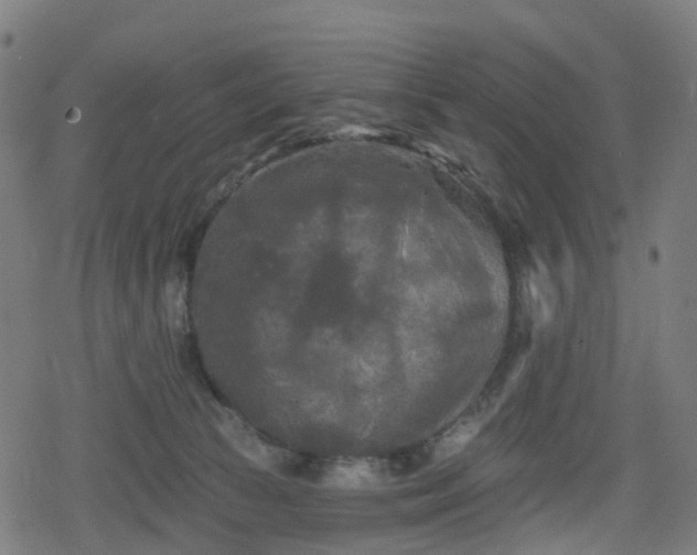 X0000078290177200611101117