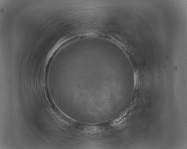 X0000078290195200611101117