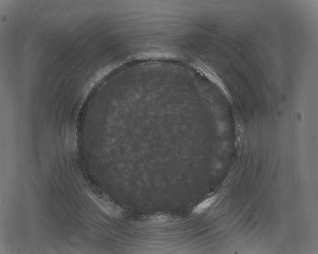 X0000078290204200611101117