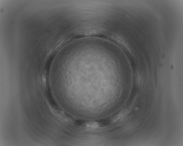 X0000078290214200611101116