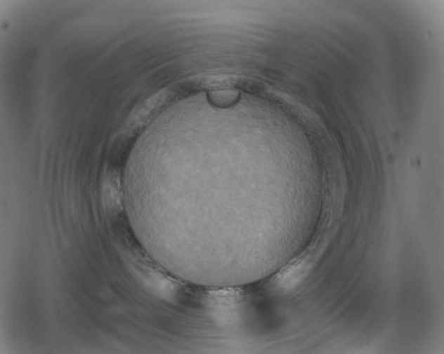 X0000078290240200611101116