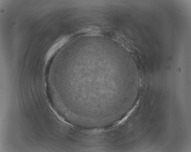 X0000078290245200611101115