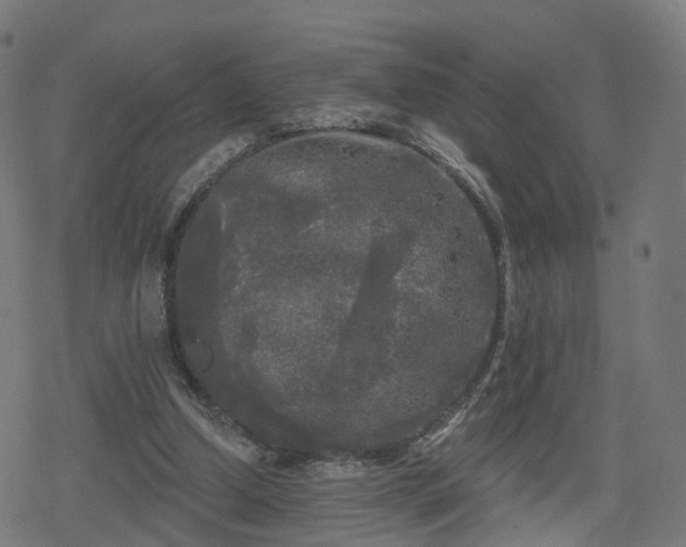 X0000078290250200611101115