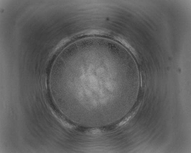 X0000078290253200611101115