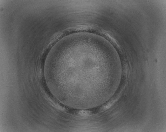 X0000078290261200611101116