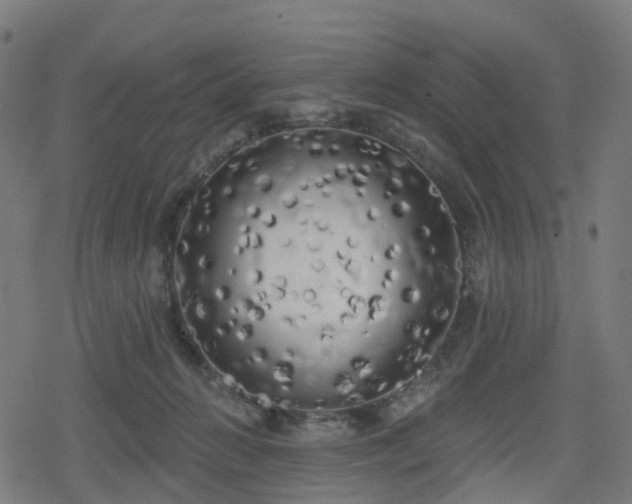 X0000078290270200611101116