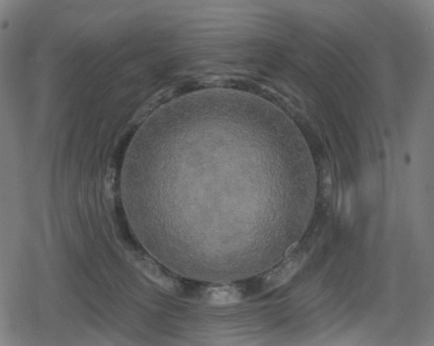 X0000078290275200611101116