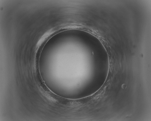 X0000078290296200611101115