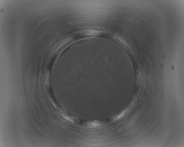 X0000078290325200611101115