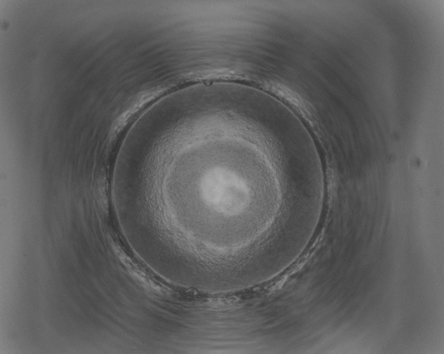 X0000078290345200611101114