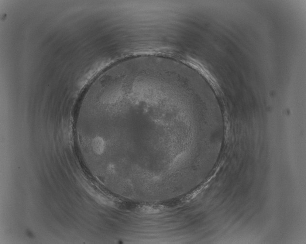 X0000078290346200611101114