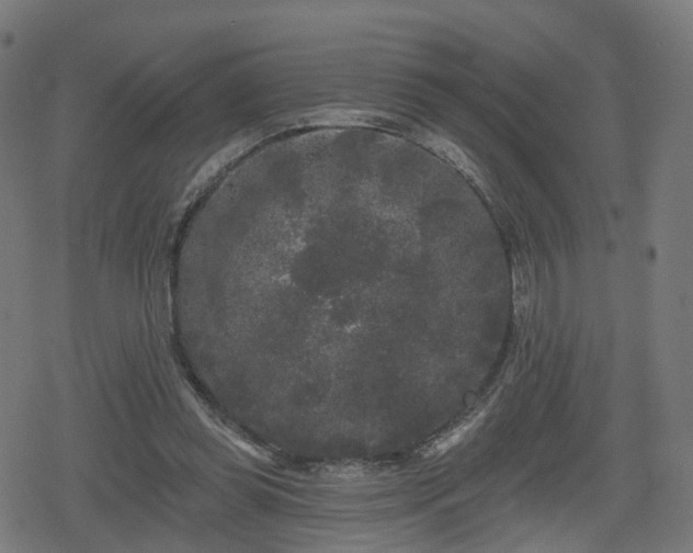 X0000078290349200611101114