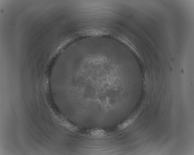 X0000078290355200611101114