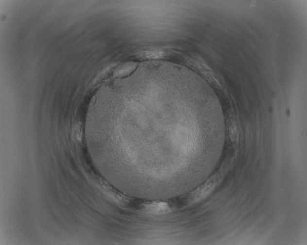 X0000078290374200611101114