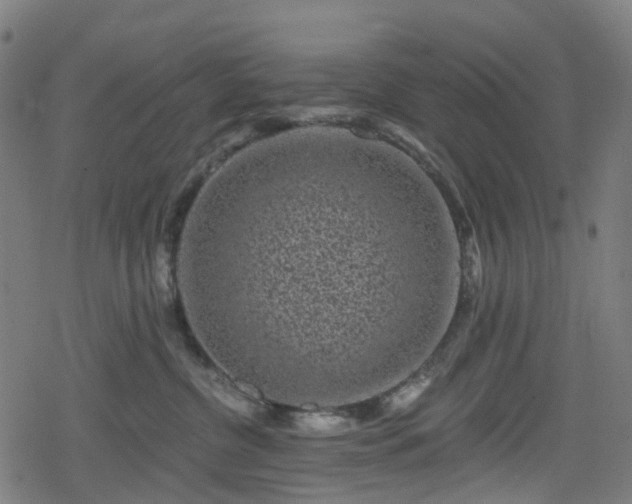 X0000078290380200611101114