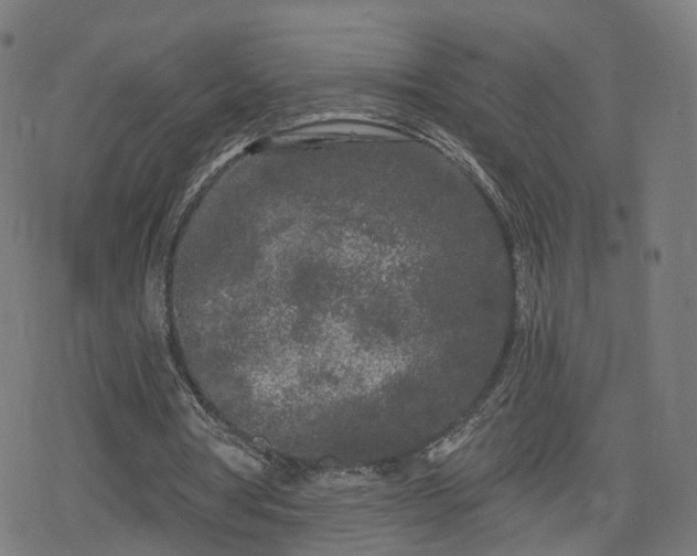 X0000078290386200611101114