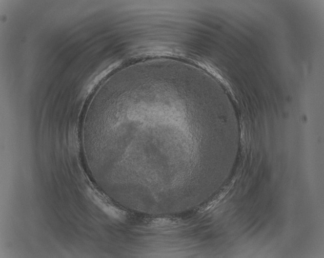 X0000078290390200611101114