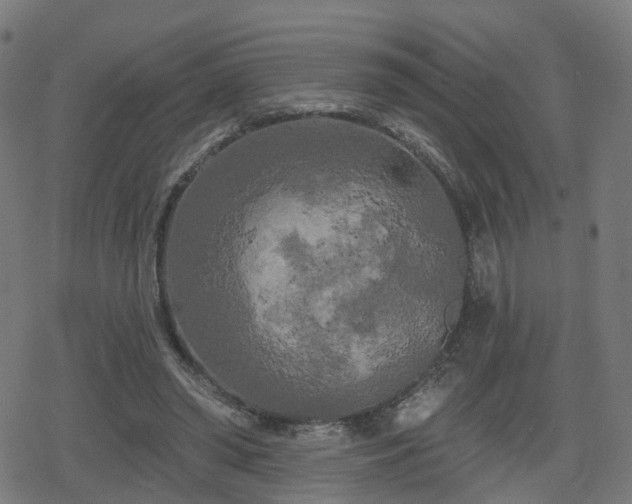 X0000078290398200611101113