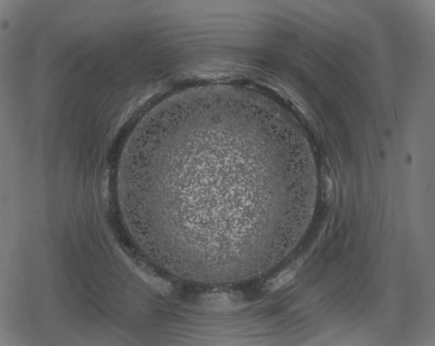 X0000078290404200611101113