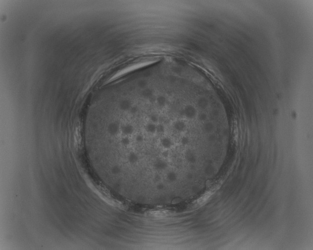 X0000078290408200611101113