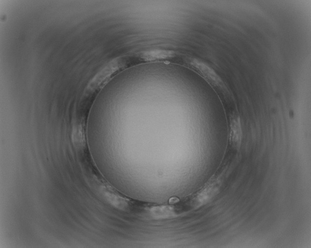 X0000078290426200611101113