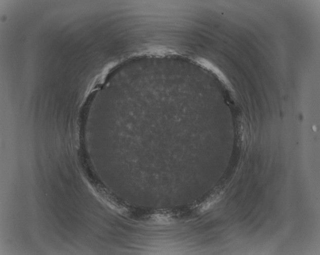 X0000078290496200611101112