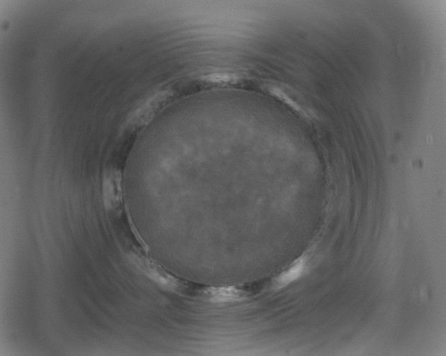 X0000078290528200611101111