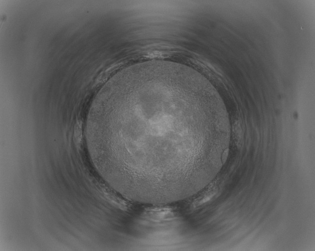 X0000078290554200611101111