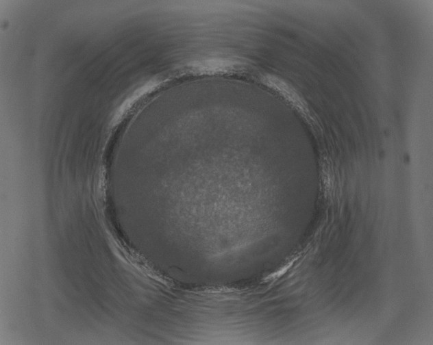 X0000078290583200611101110