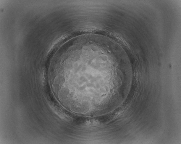 X0000078290591200611101110