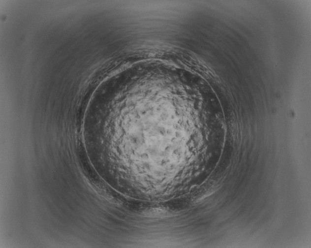 X0000078290594200611101110