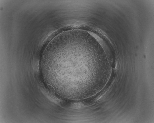 X0000078290596200611101110