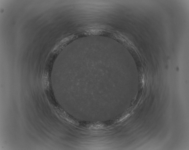 X0000078290599200611101110