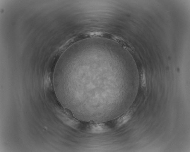 X0000078290618200611101110