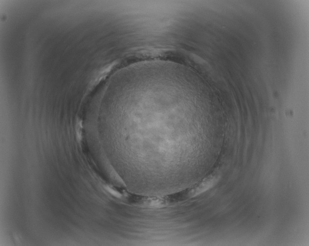 X0000078290624200611101110