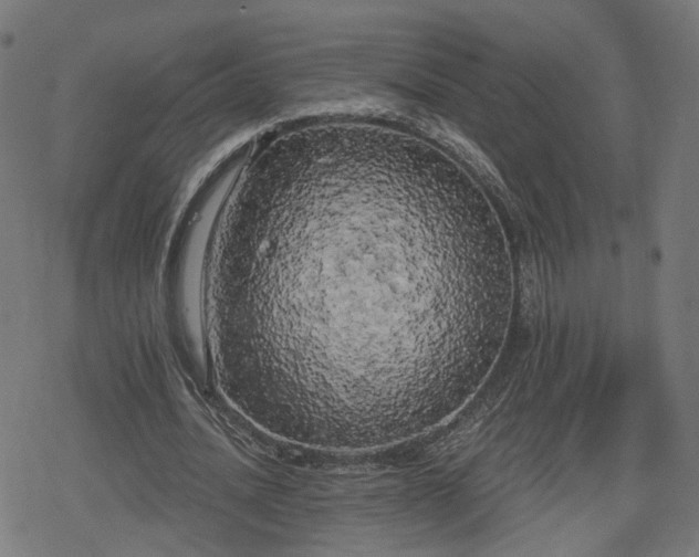 X0000078290628200611101109