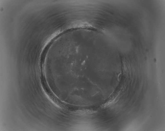 X0000078290630200611101109