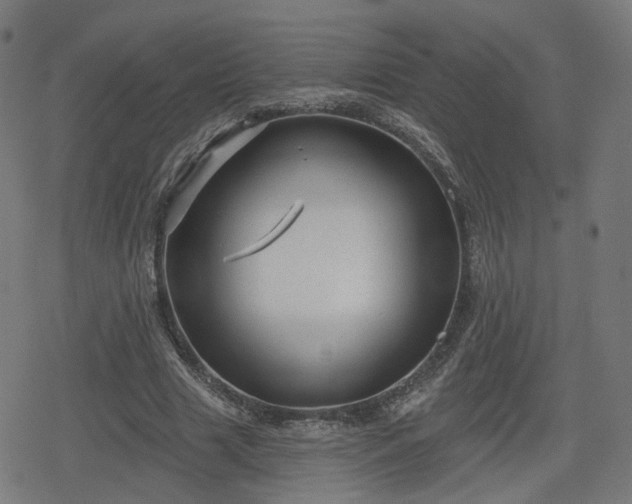 X0000078290633200611101109