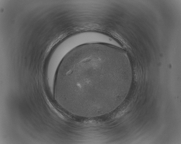 X0000078290634200611101109