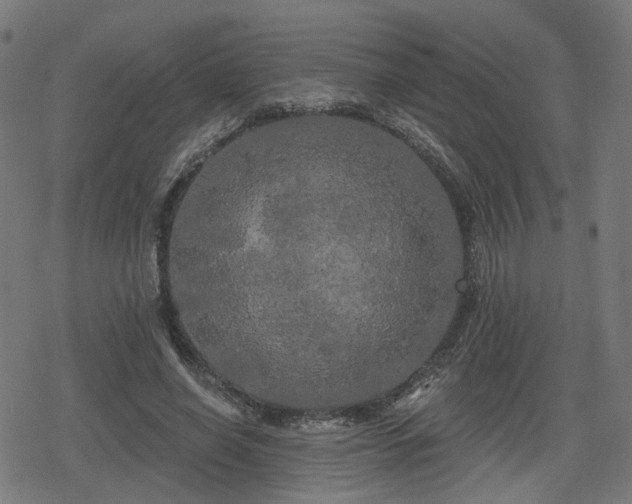 X0000078290638200611101109