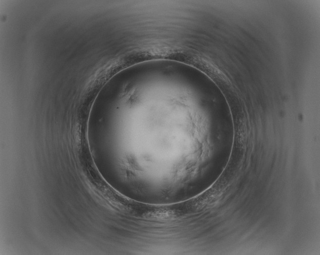 X0000078290639200611101109