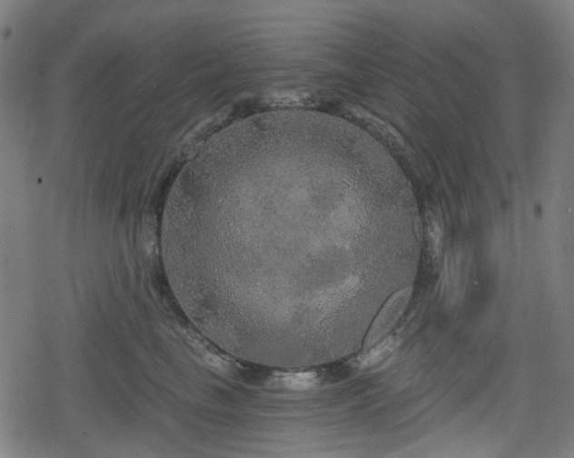 X0000078290665200611101110