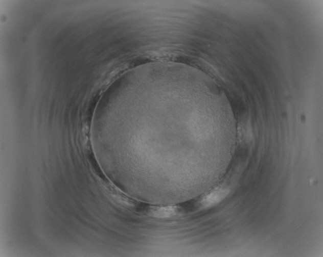 X0000078290671200611101110