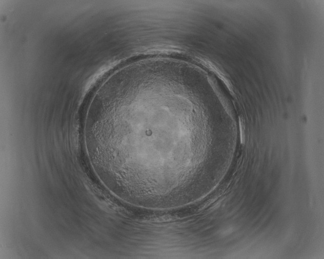 X0000078290675200611101109