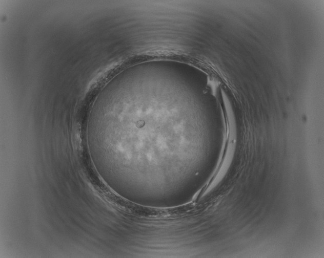 X0000078290688200611101109