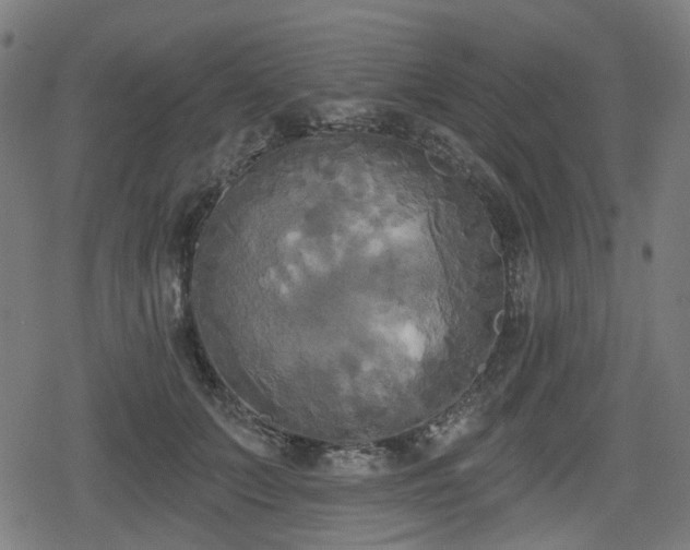 X0000078290703200611101108