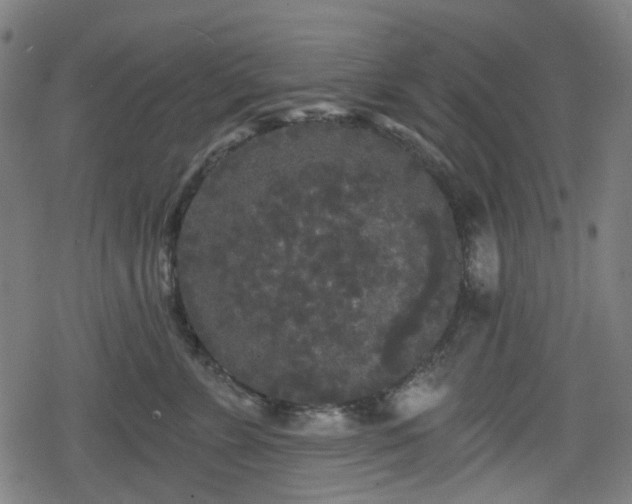 X0000078290715200611101108