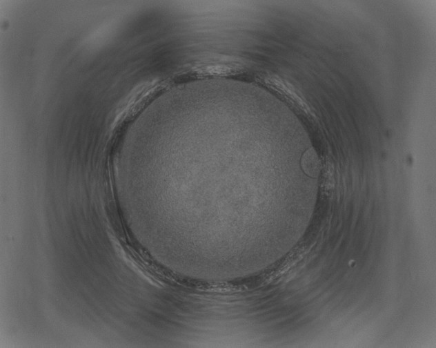 X0000078290738200611101108